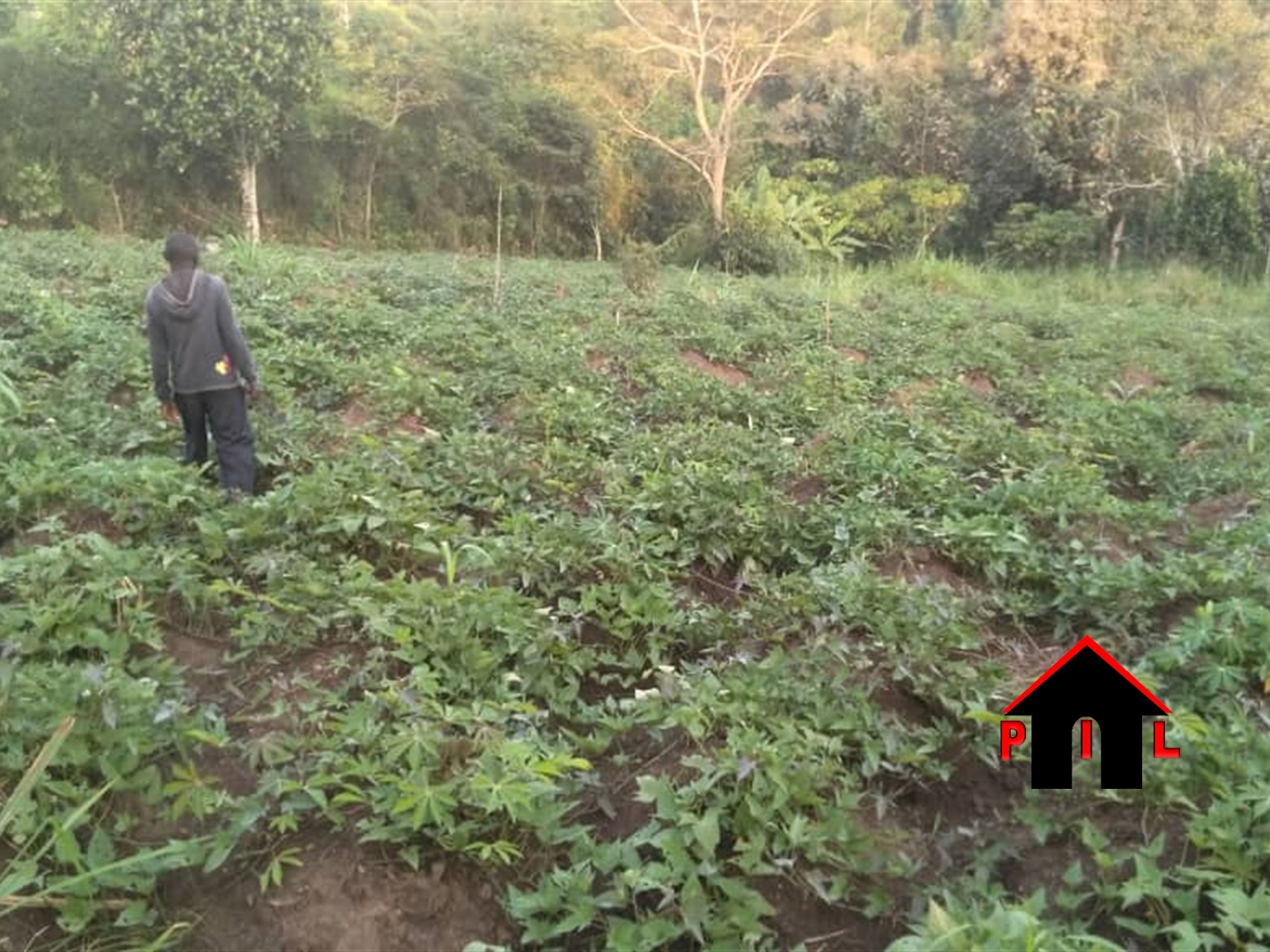 Agricultural Land for sale in Kangulumira Kayunga