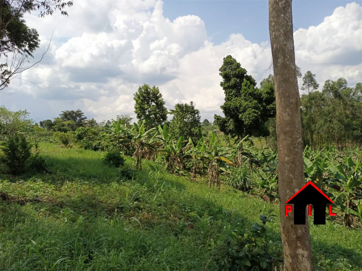 Agricultural Land for sale in Lukiizi Luweero