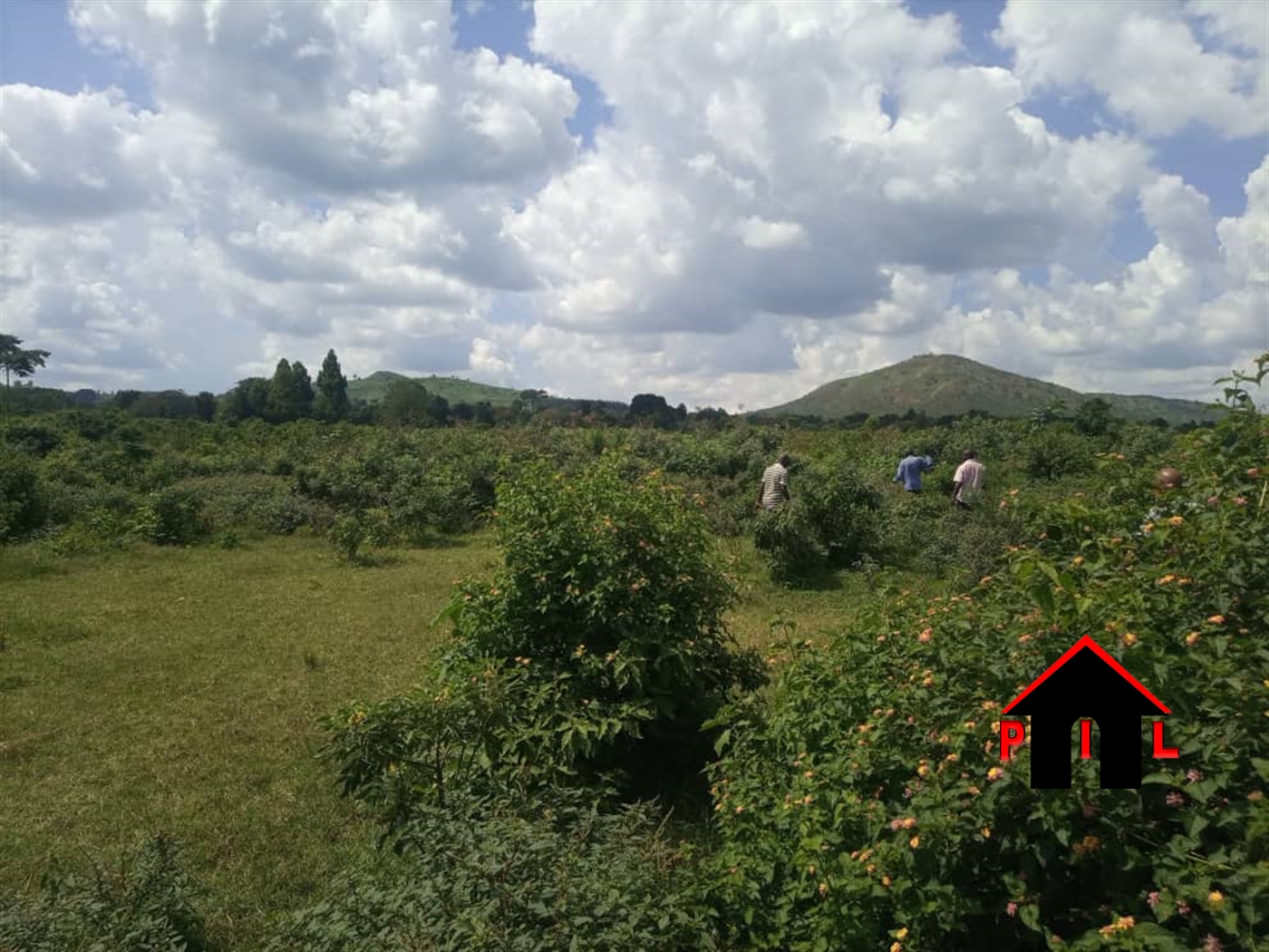 Agricultural Land for sale in Madu Gomba