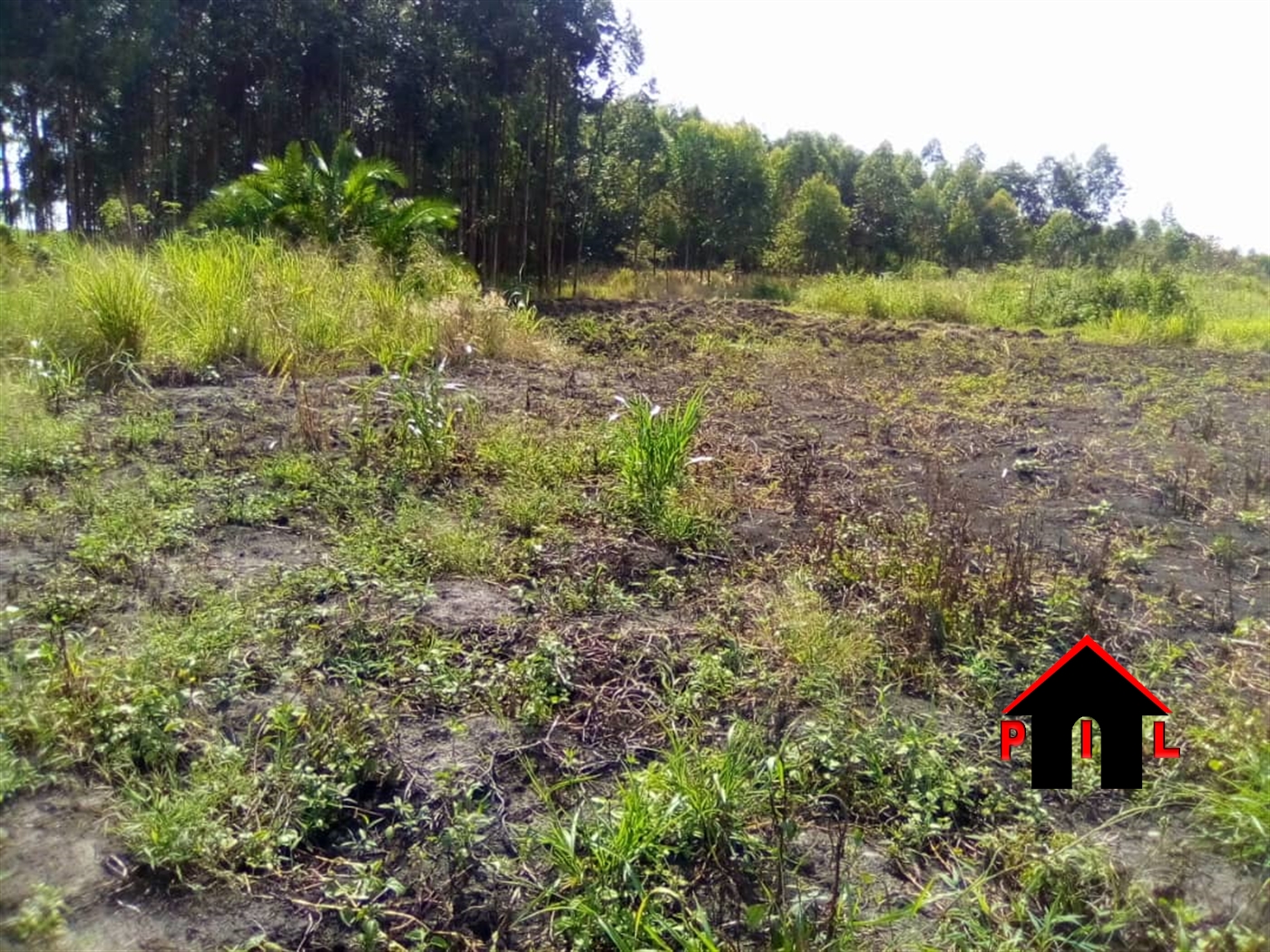 Agricultural Land for sale in Bbaale Kayunga