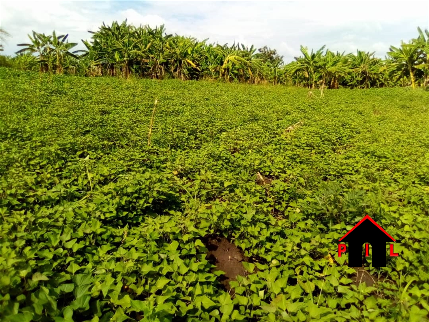 Agricultural Land for sale in Bbaale Kayunga