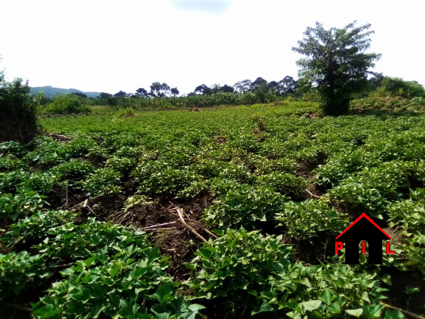 Agricultural Land for sale in Bbaale Kayunga