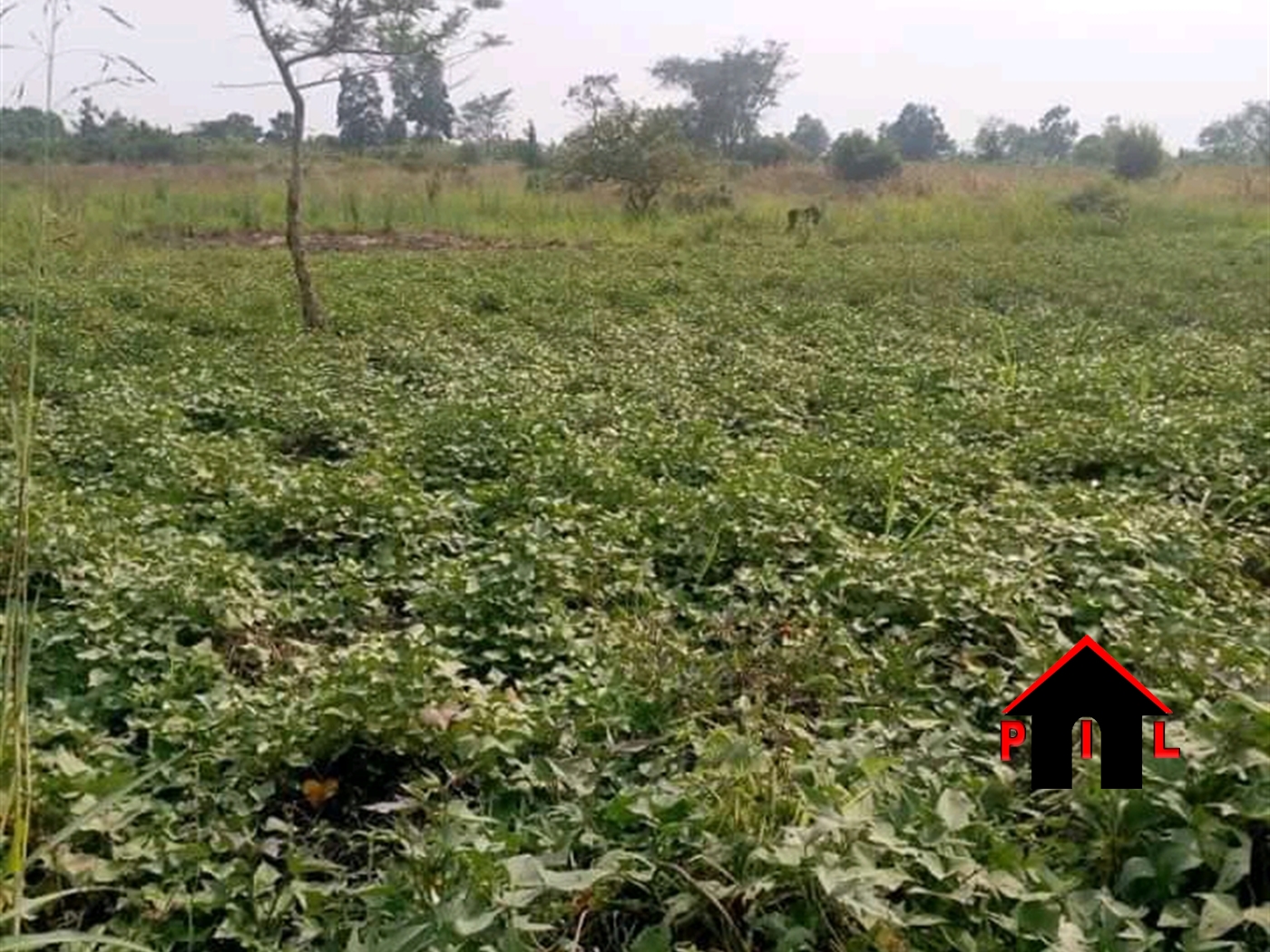 Agricultural Land for sale in Lunyolya Wakiso