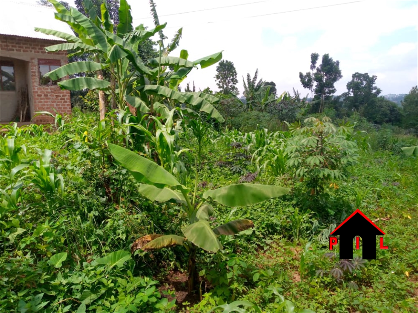 Agricultural Land for sale in Bugembe Nakasongola