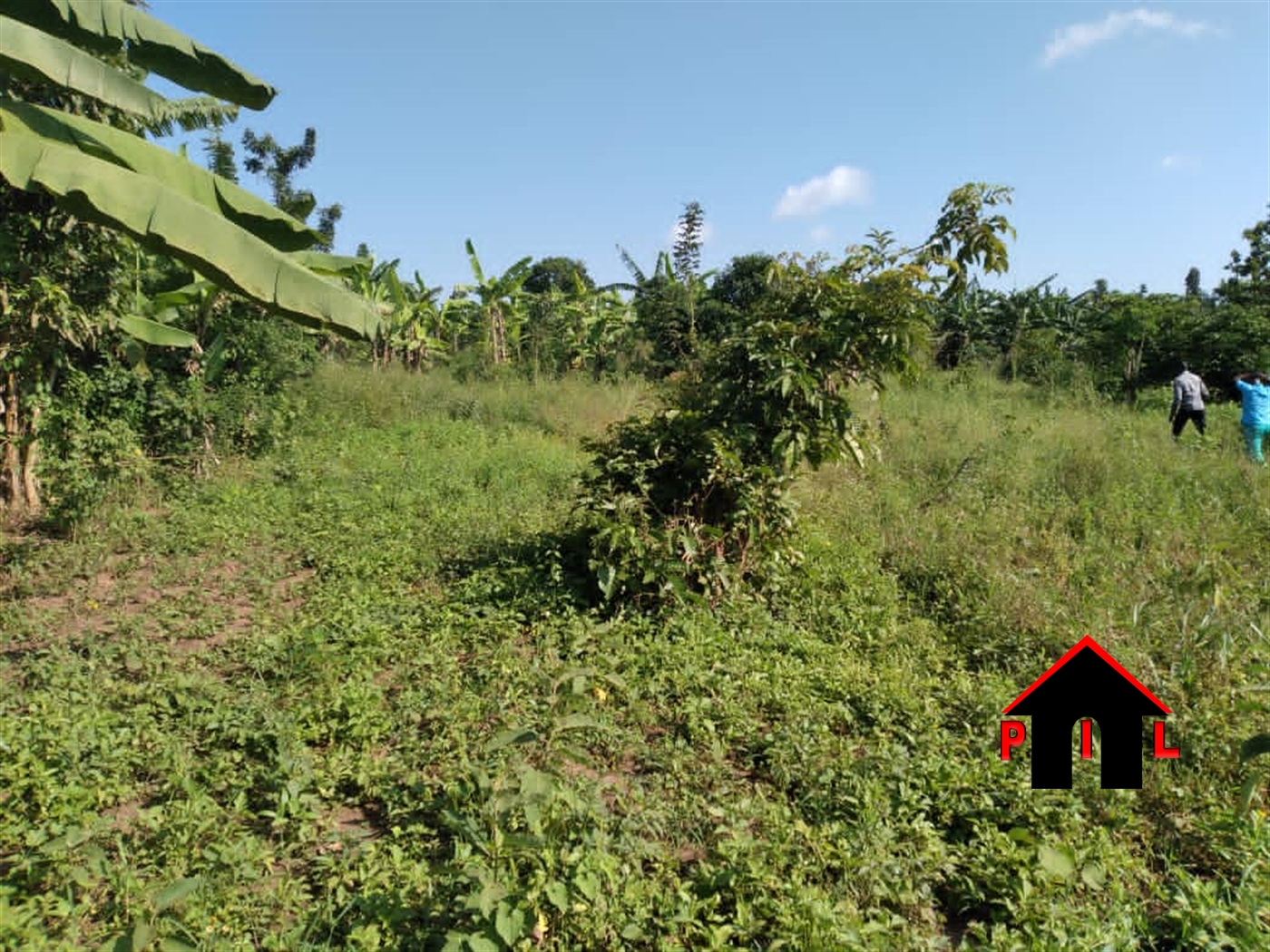 Agricultural Land for sale in Bujabe Nakasongola