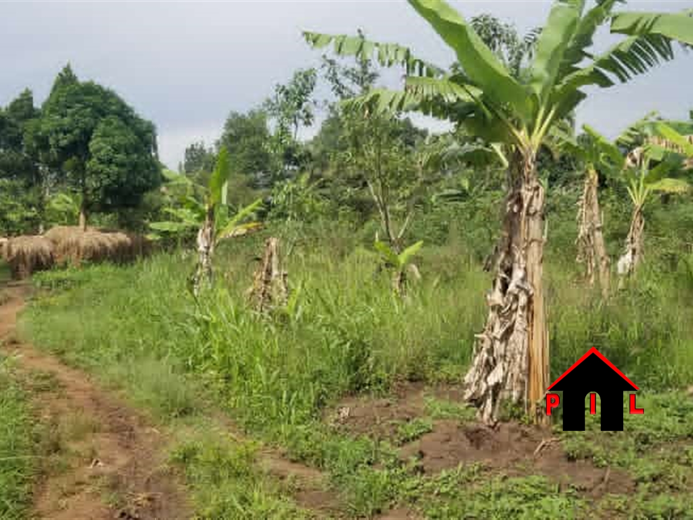 Agricultural Land for sale in Butalangu Nakaseke