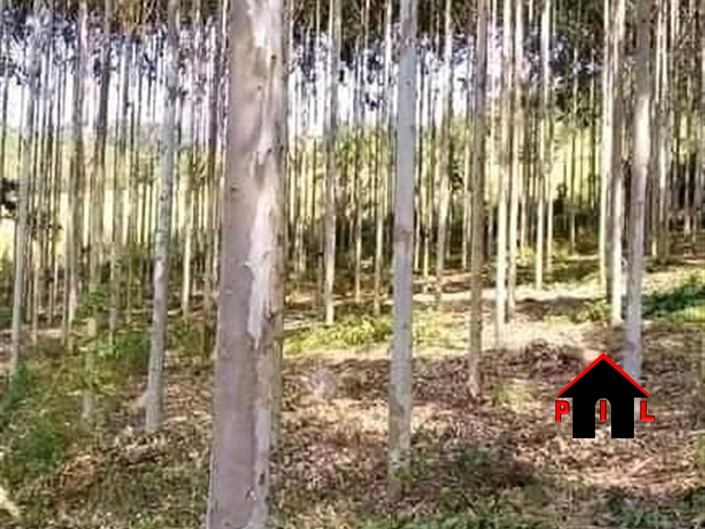 Agricultural Land for sale in Lukaya Kayunga