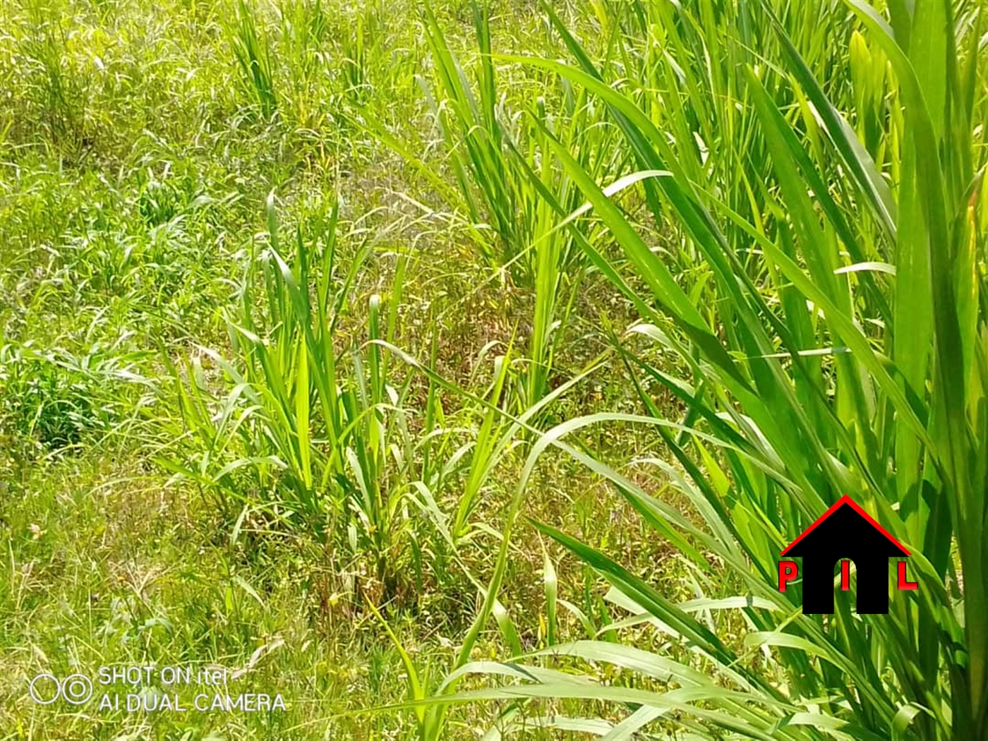 Agricultural Land for sale in Ziloobwe Luweero