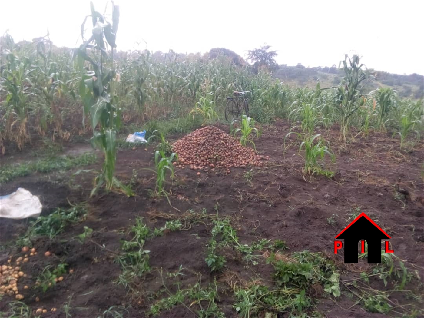 Agricultural Land for sale in Kyankwanzi Nakaseke