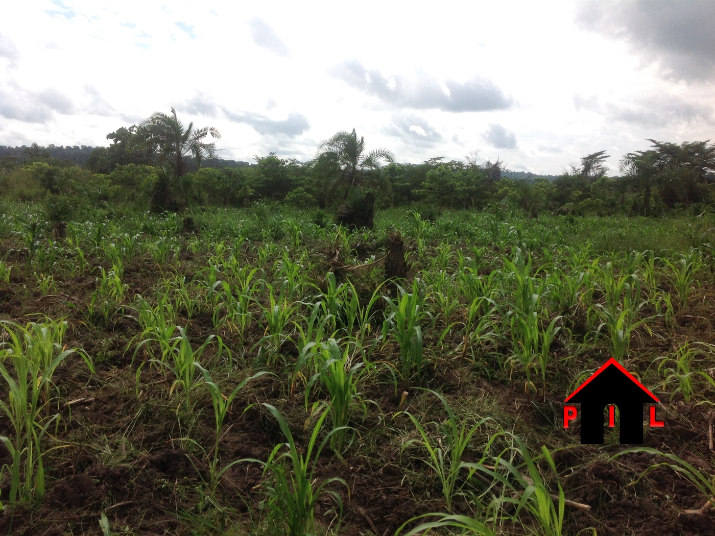 Agricultural Land for sale in Kikyuusa Luweero