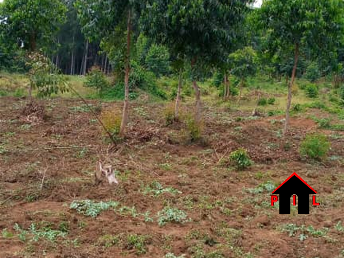 Agricultural Land for sale in Kabweyakiza Mubende