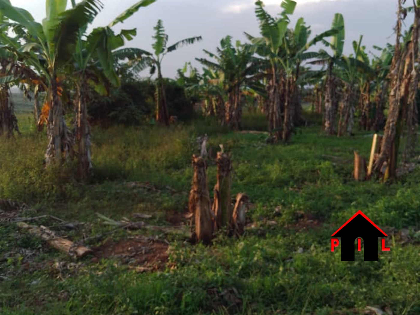 Agricultural Land for sale in Butalangu Nakaseke