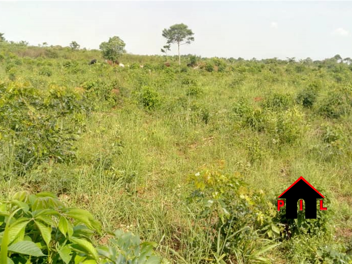 Agricultural Land for sale in Lukiizi Luweero