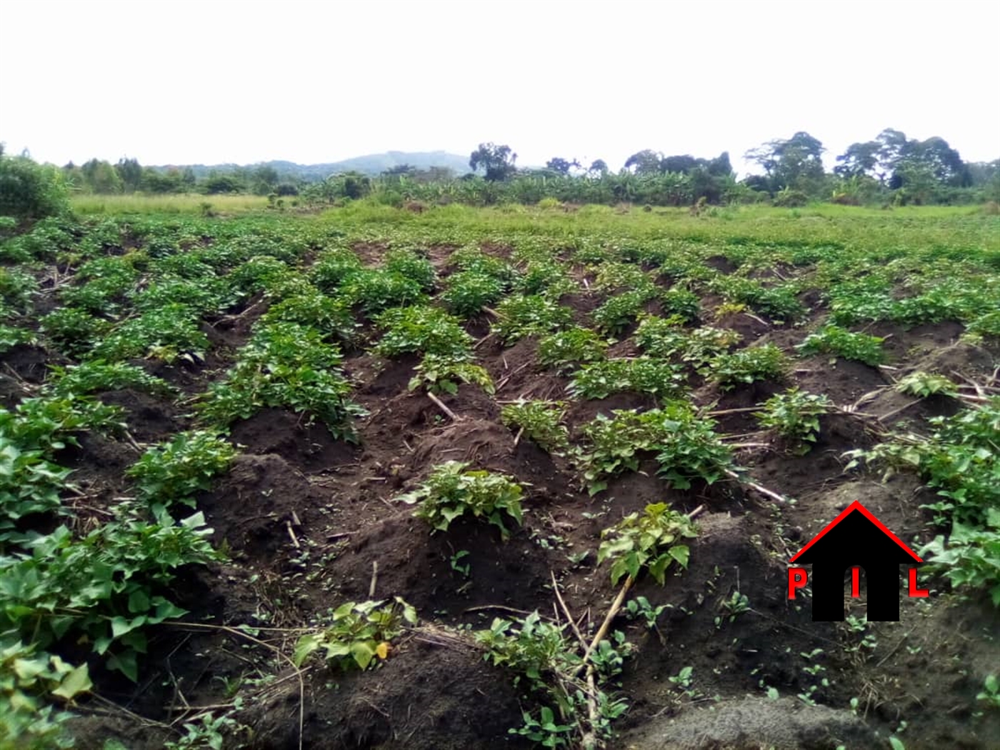 Agricultural Land for sale in Nkozi Masaka