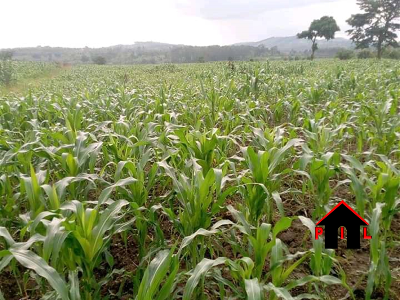 Agricultural Land for sale in Busunjju Mityana