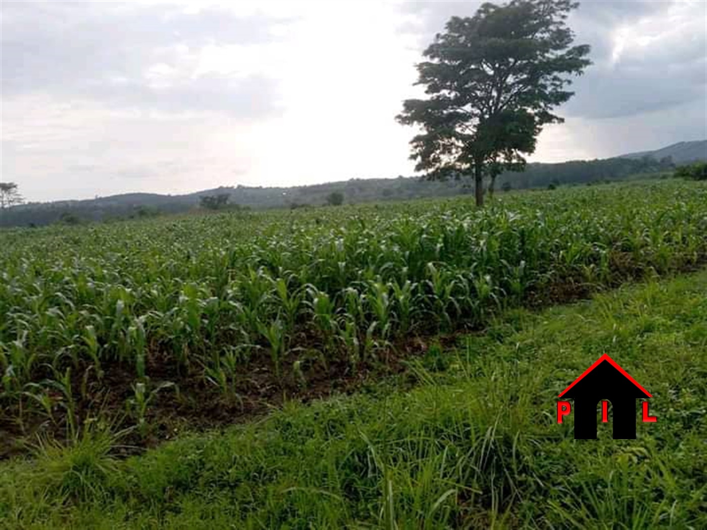 Agricultural Land for sale in Busunjju Mityana