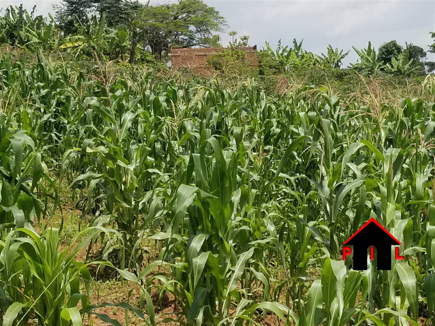 Agricultural Land for sale in Busagazi Buyikwe