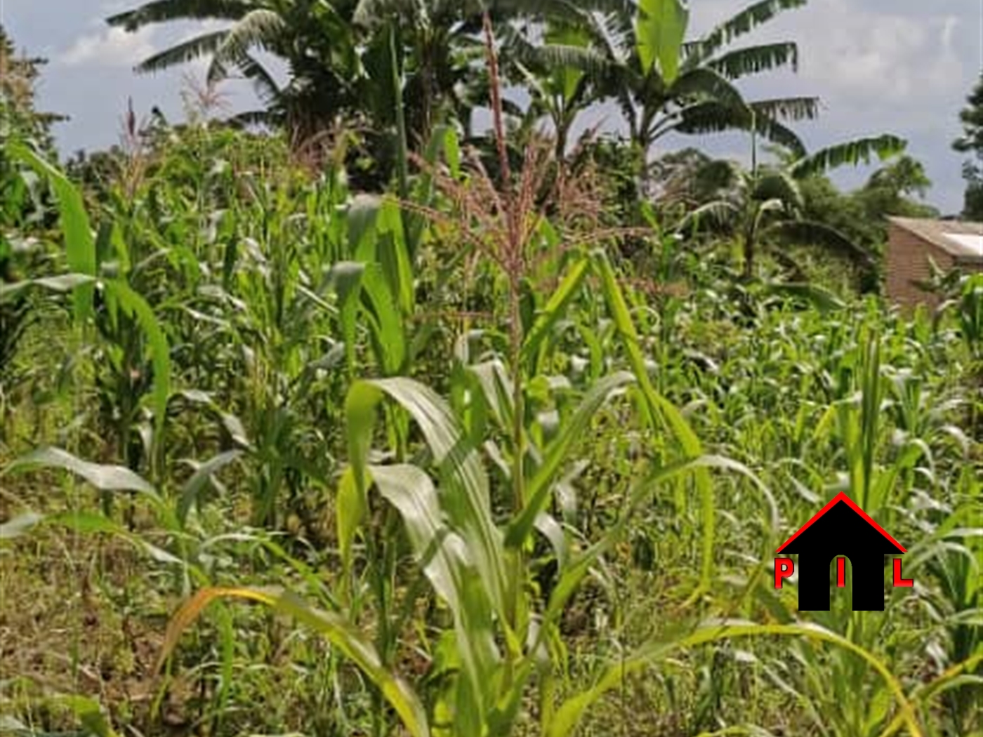 Residential Land for sale in Namayumba Hoima