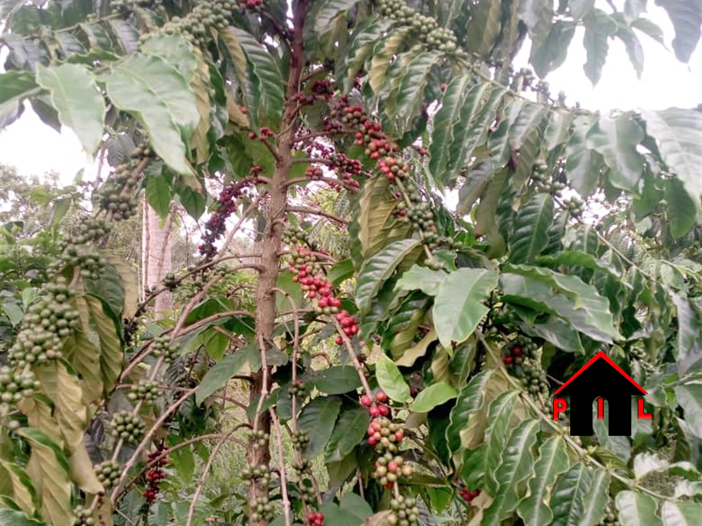 Agricultural Land for sale in Nalongo Luweero