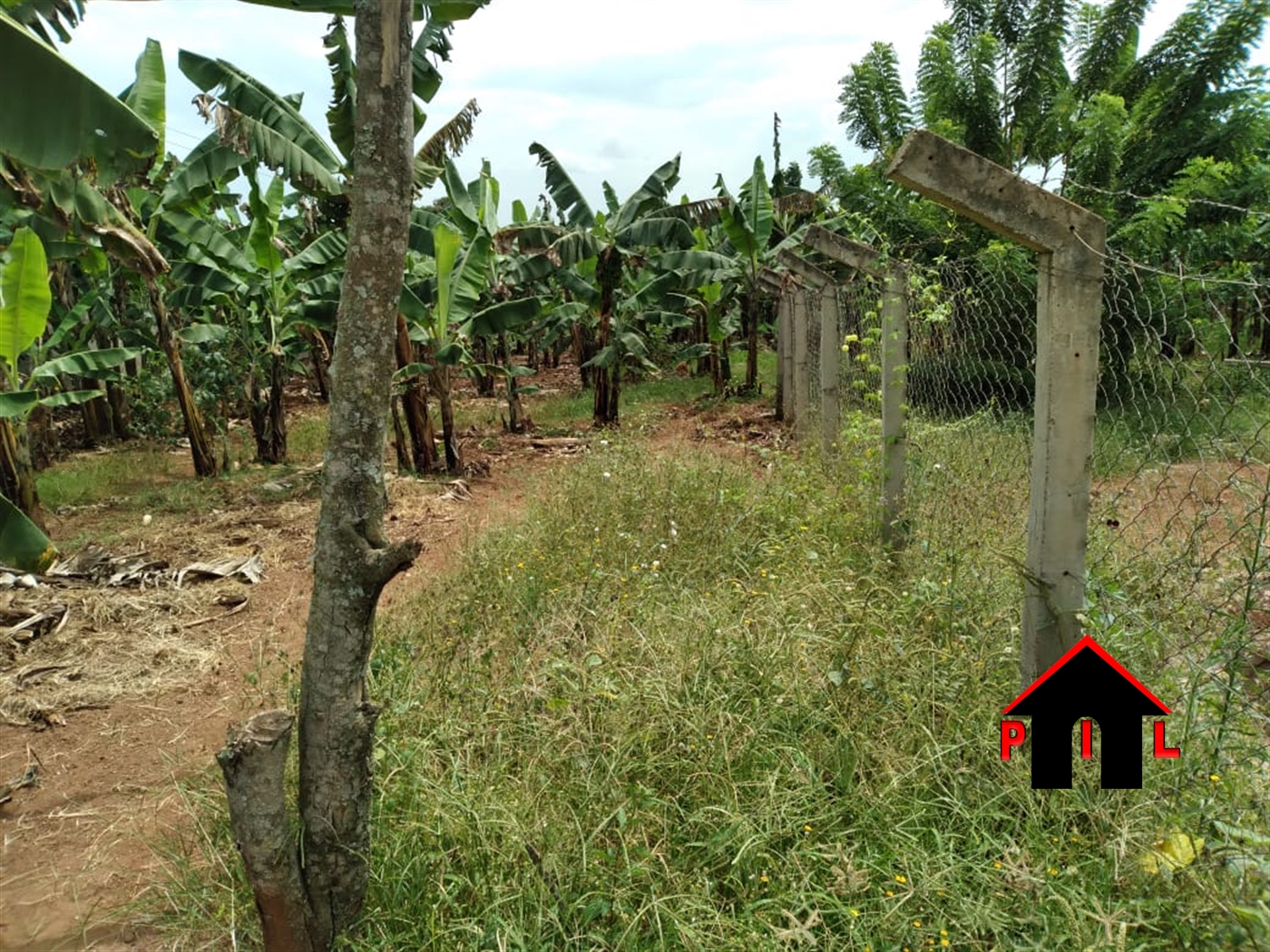 Agricultural Land for sale in Gobelo Hoima