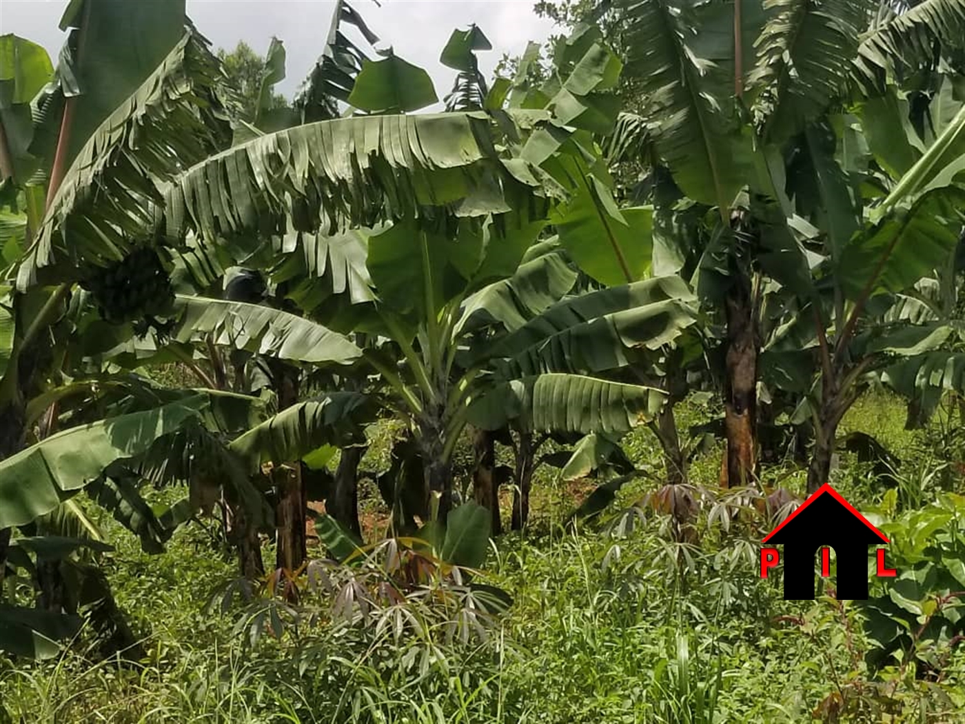 Agricultural Land for sale in Gobelo Hoima