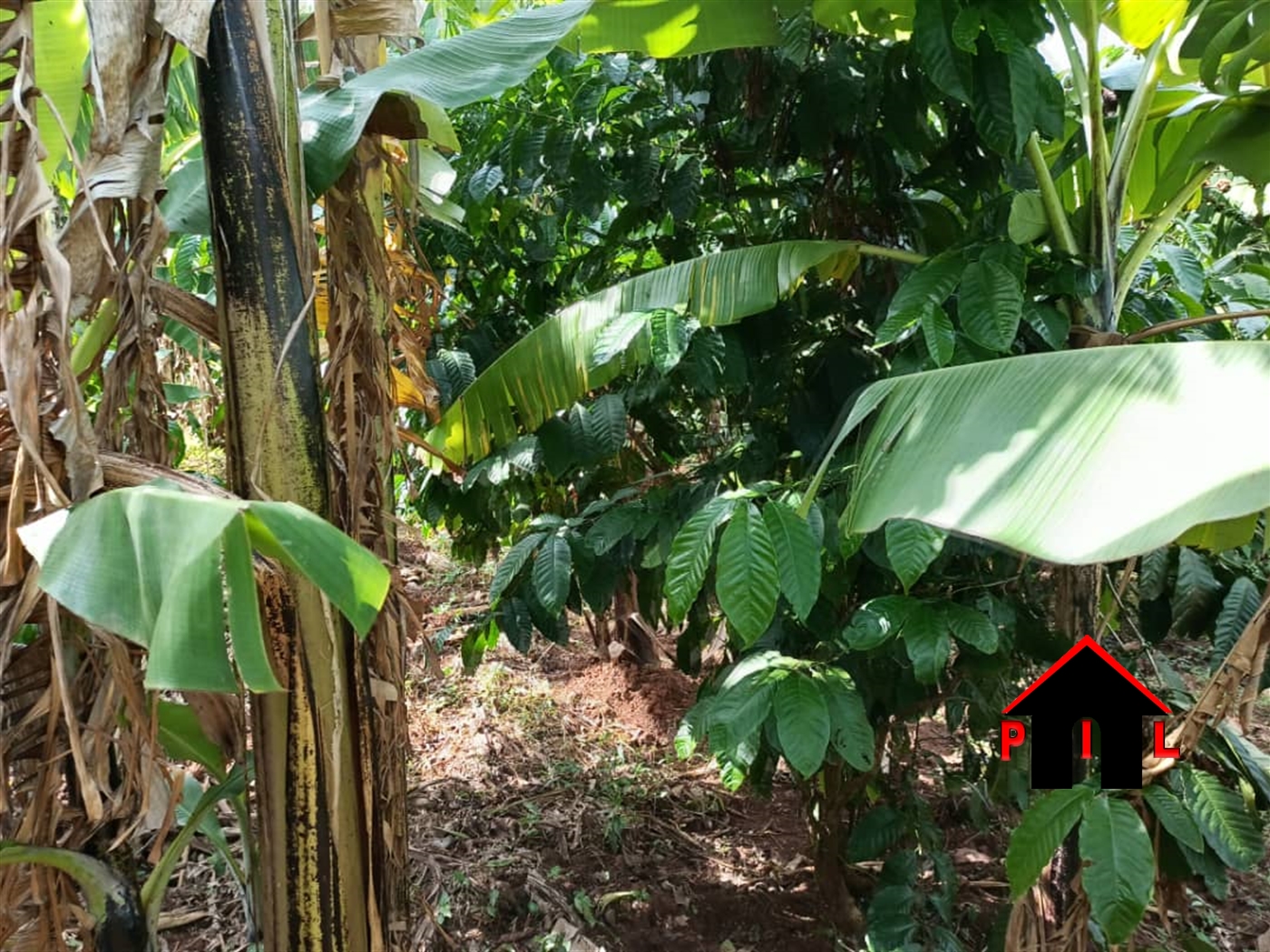 Agricultural Land for sale in Kalagi Mukono
