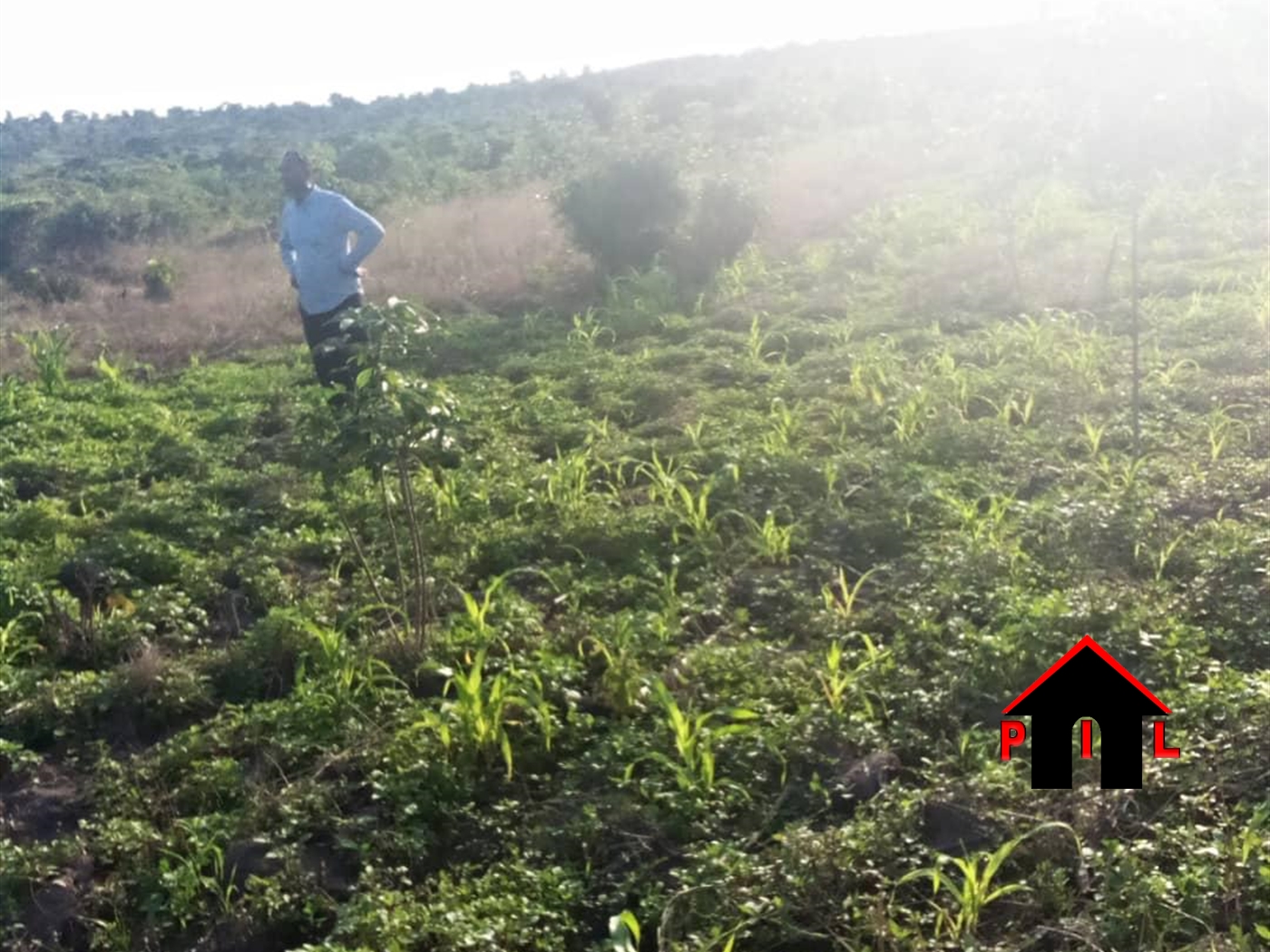 Agricultural Land for sale in Kanoni Gomba