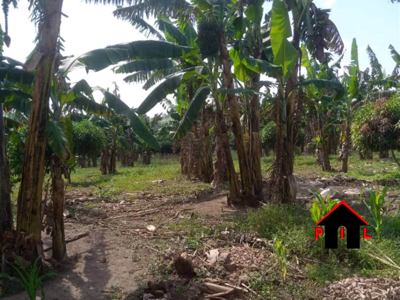 Agricultural Land for sale in Busunjju Mityana