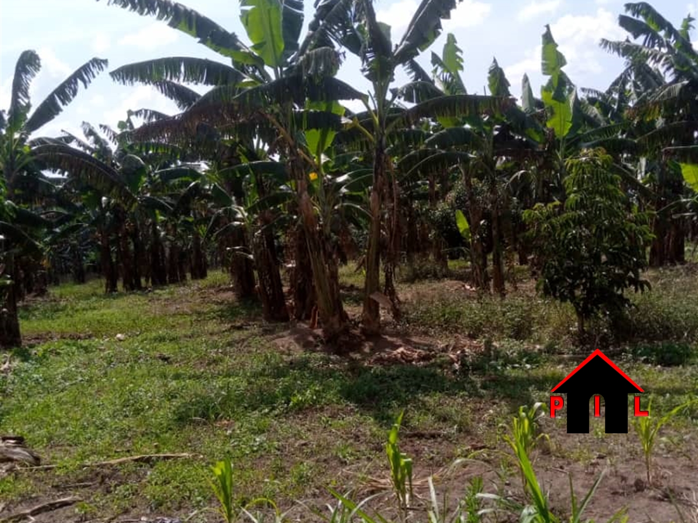 Agricultural Land for sale in Busunjju Mityana