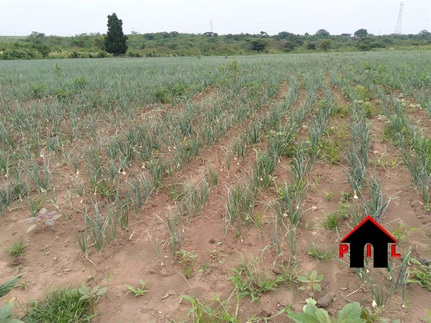 Agricultural Land for sale in Kabaale Masindi