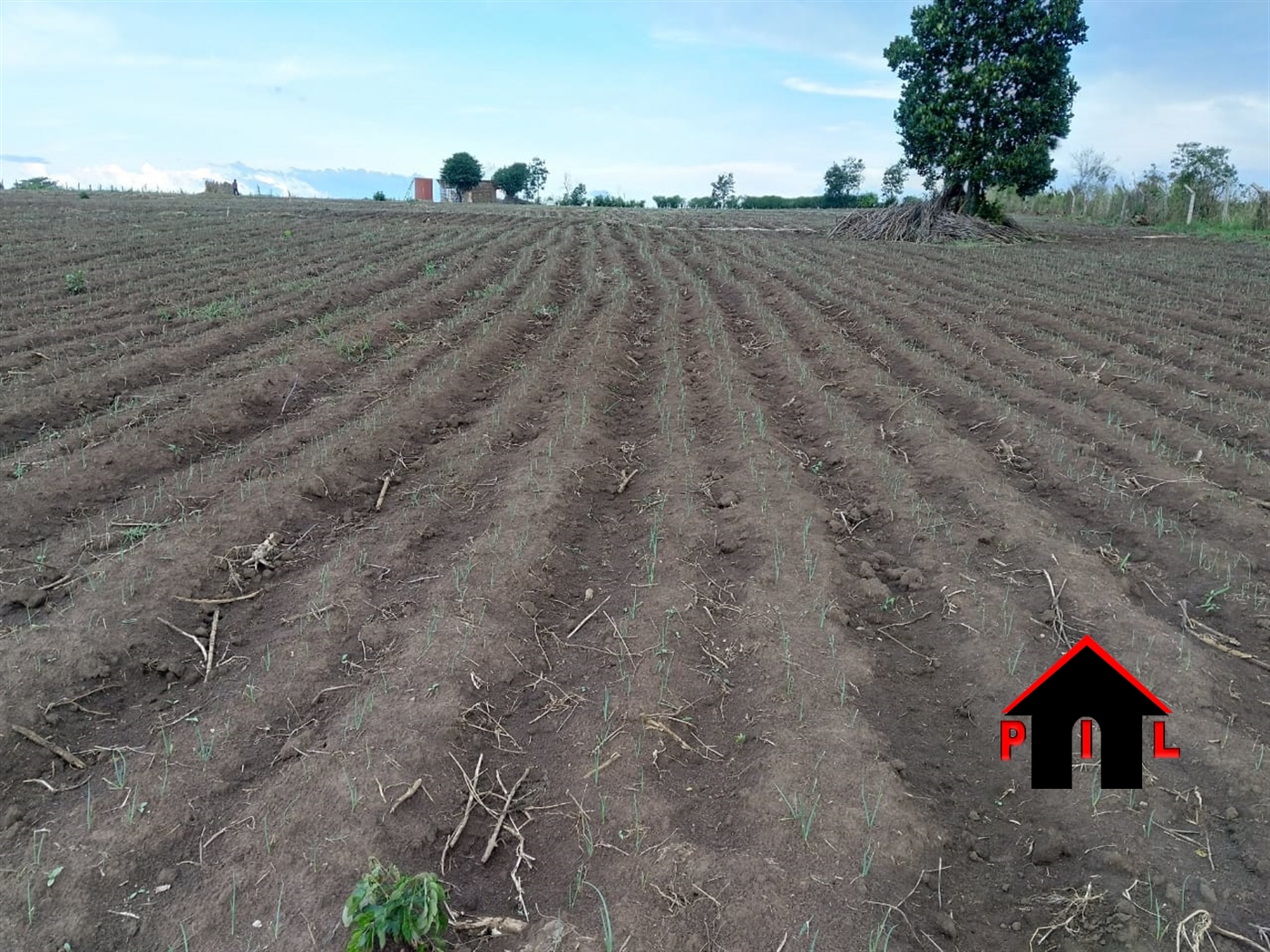 Agricultural Land for sale in Kabaale Masindi