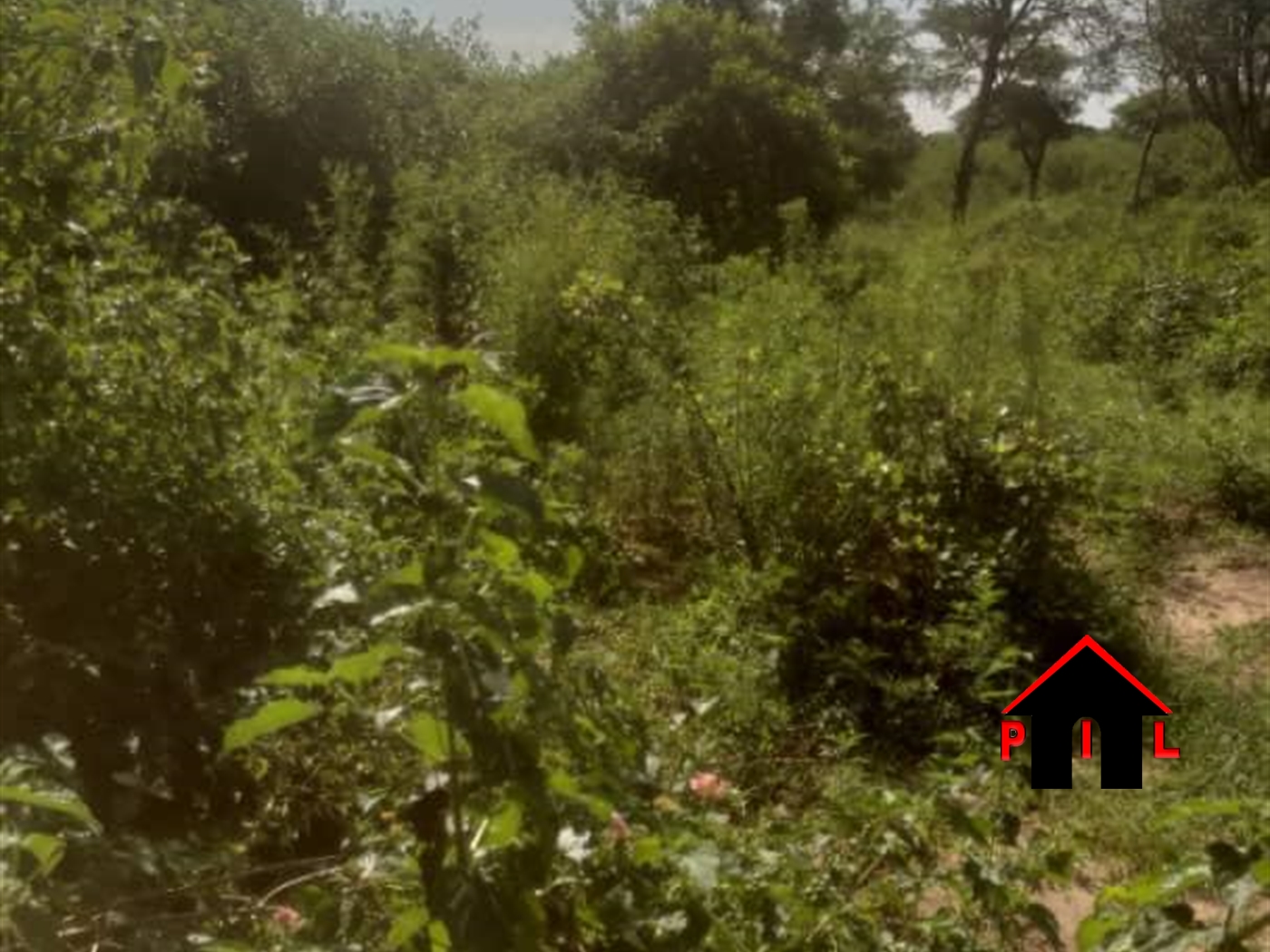 Agricultural Land for sale in Busunjju Mityana