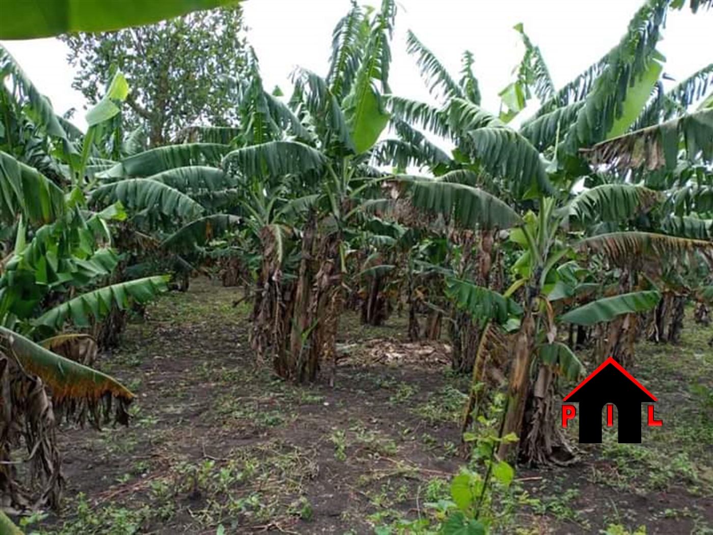 Agricultural Land for sale in Nakaseta Luwero
