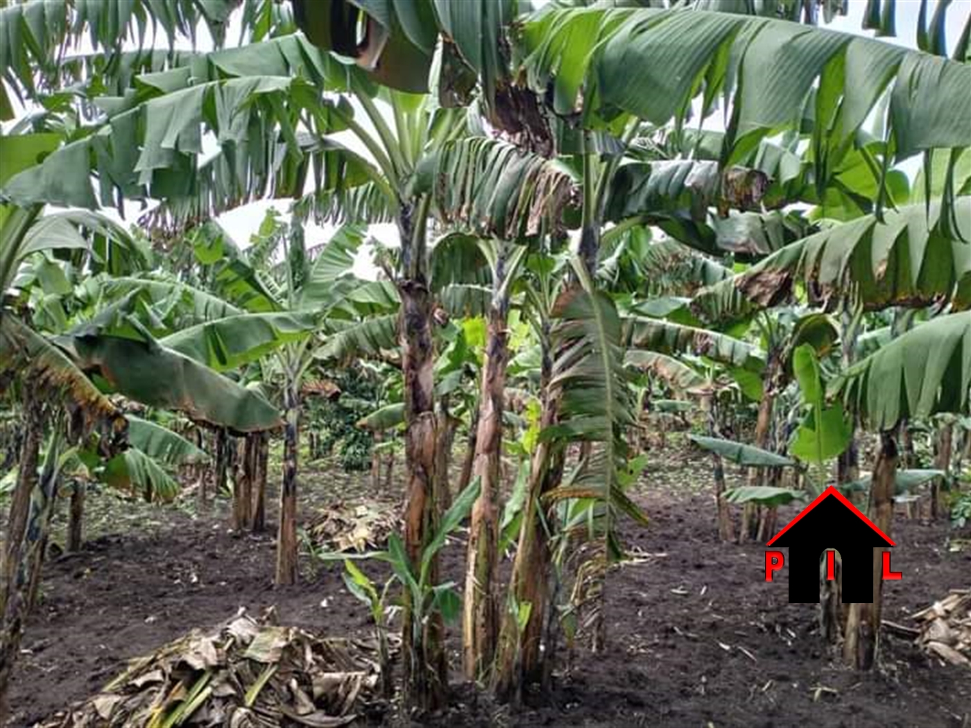 Agricultural Land for sale in Katovu Masaka