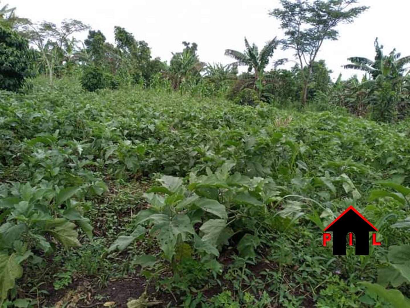 Agricultural Land for sale in Lukaya Masaka