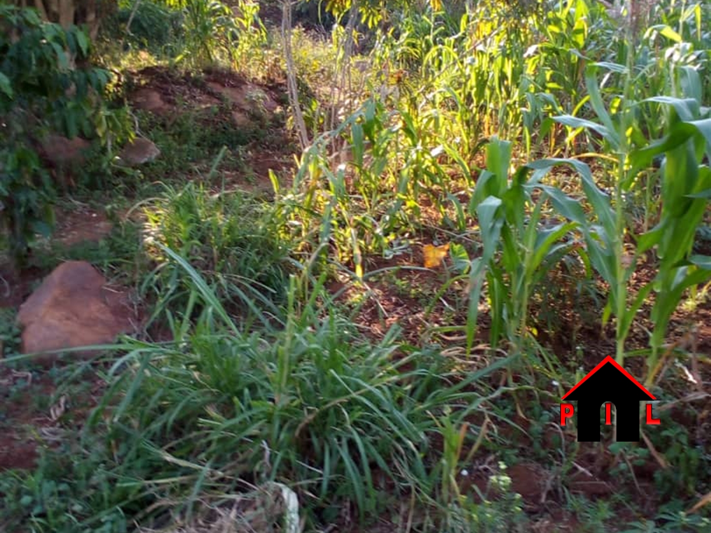 Agricultural Land for sale in Bujuuko Mityana