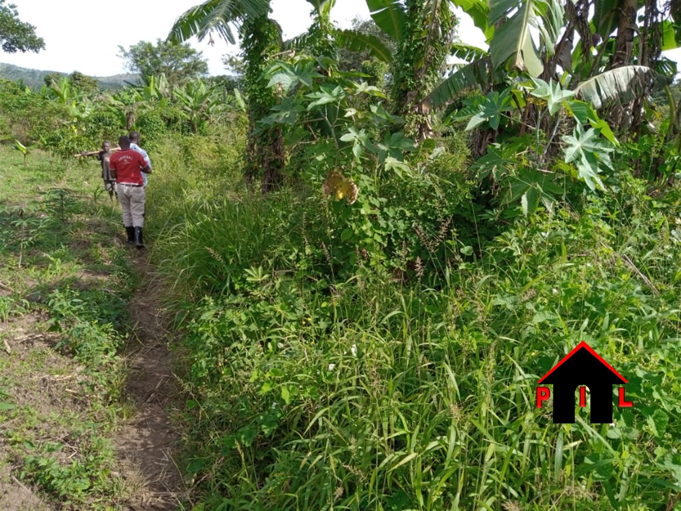 Agricultural Land for sale in Kiganda Nakaseke