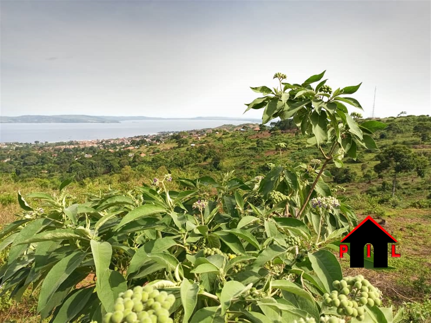 Agricultural Land for sale in Muvo Buyikwe