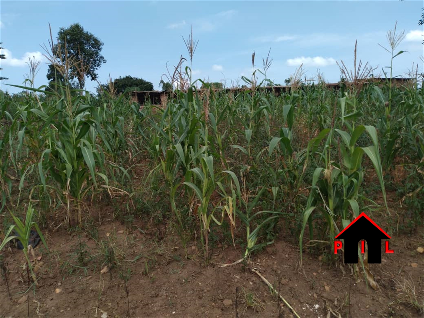 Residential Land for sale in Ziloobwe Luweero