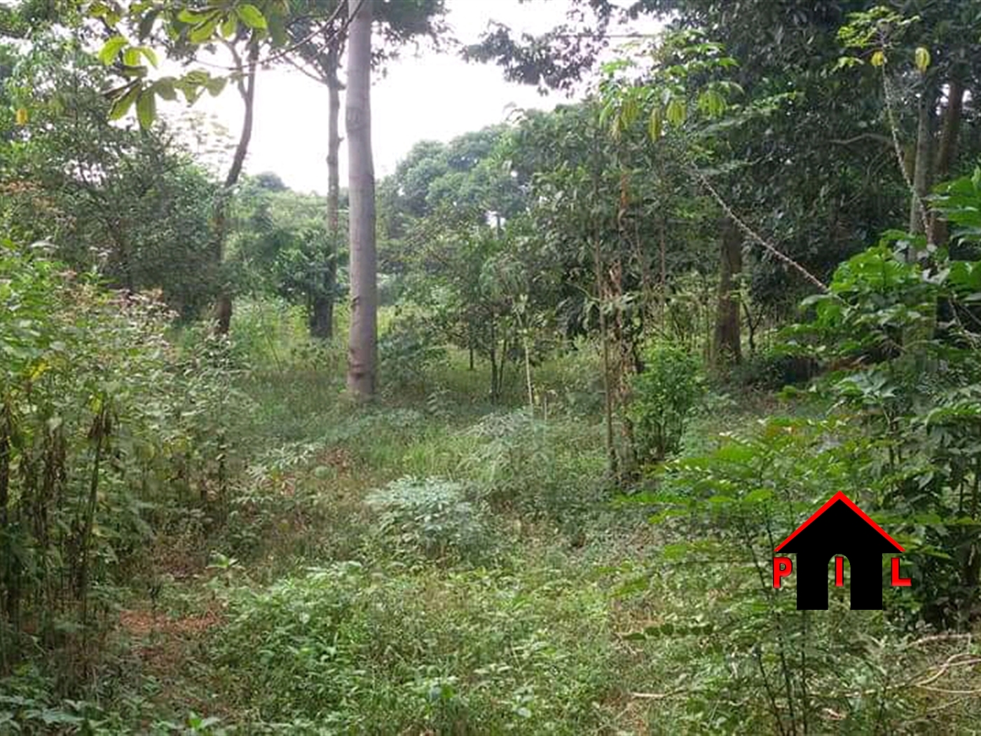 Agricultural Land for sale in Kikyuusa Luweero