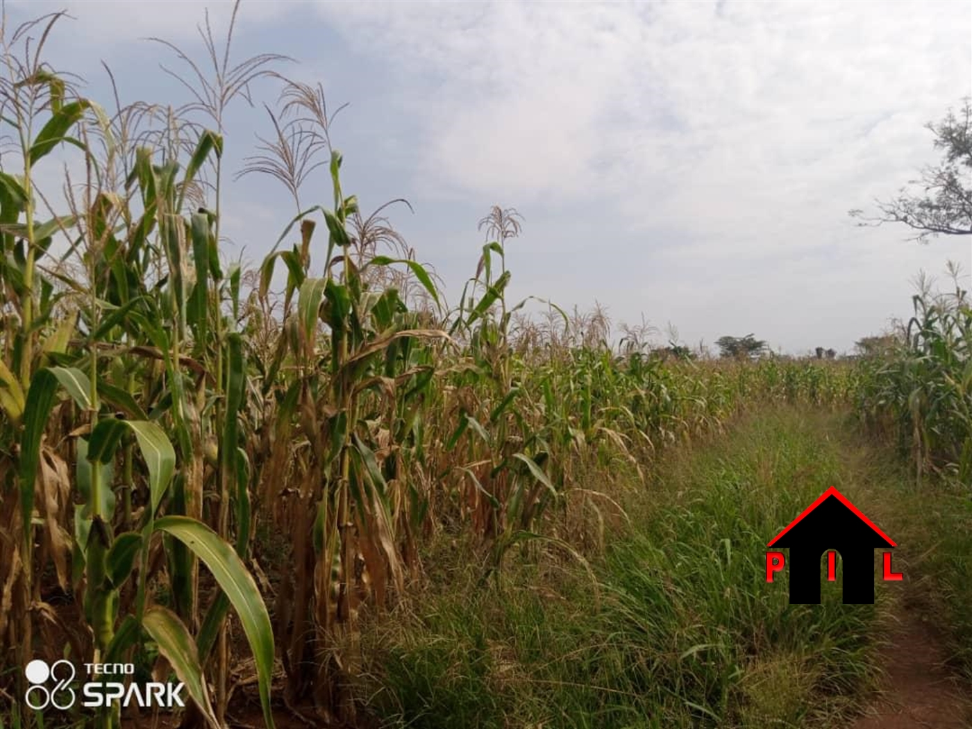 Agricultural Land for sale in Wakyato Nakaseke