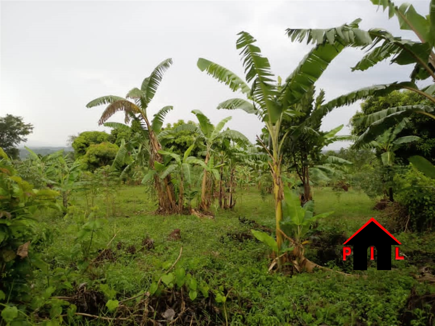 Agricultural Land for sale in Nangwa Mukono