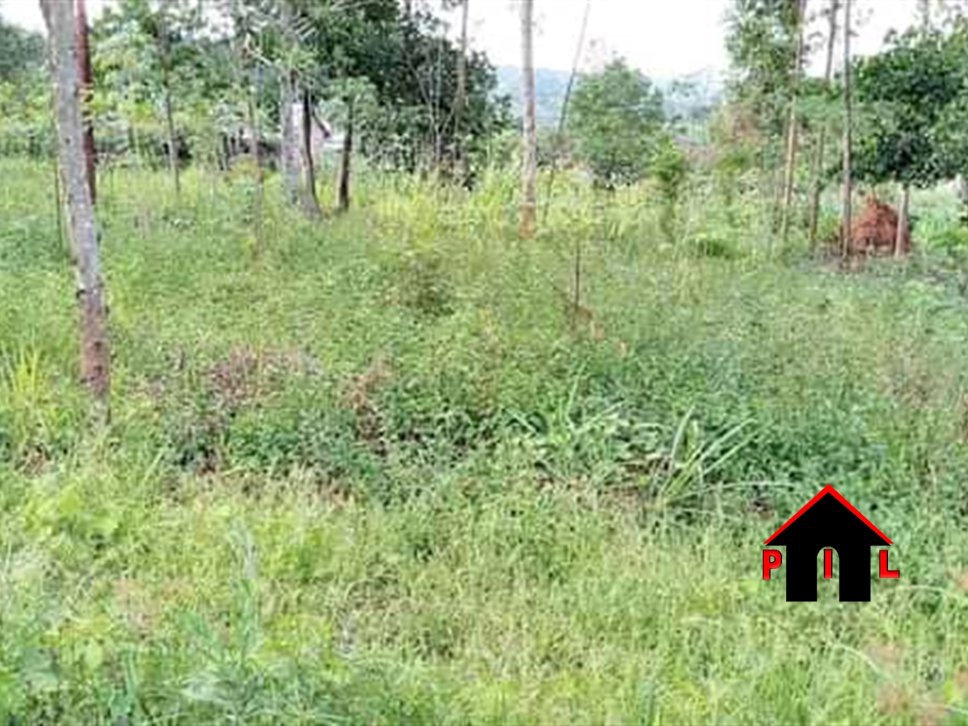 Agricultural Land for sale in Kiwoko Nakaseke