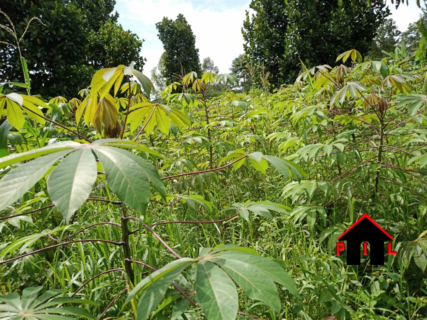 Agricultural Land for sale in Kyanamukaaka Masaka