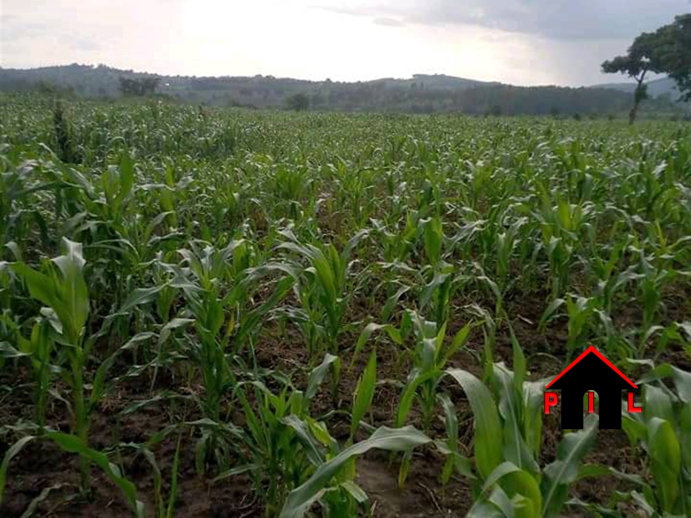 Agricultural Land for sale in Lukaya Kalungu