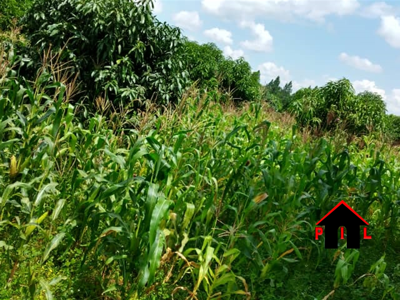 Agricultural Land for sale in Kiraga Kalungu