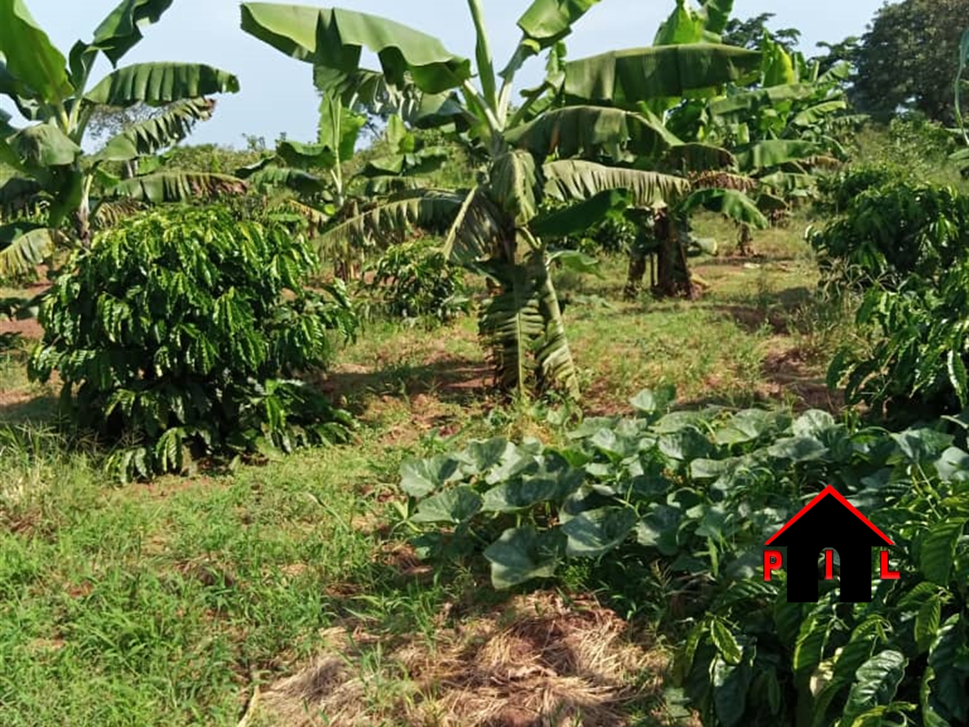 Agricultural Land for sale in Lwabenge Kalungu