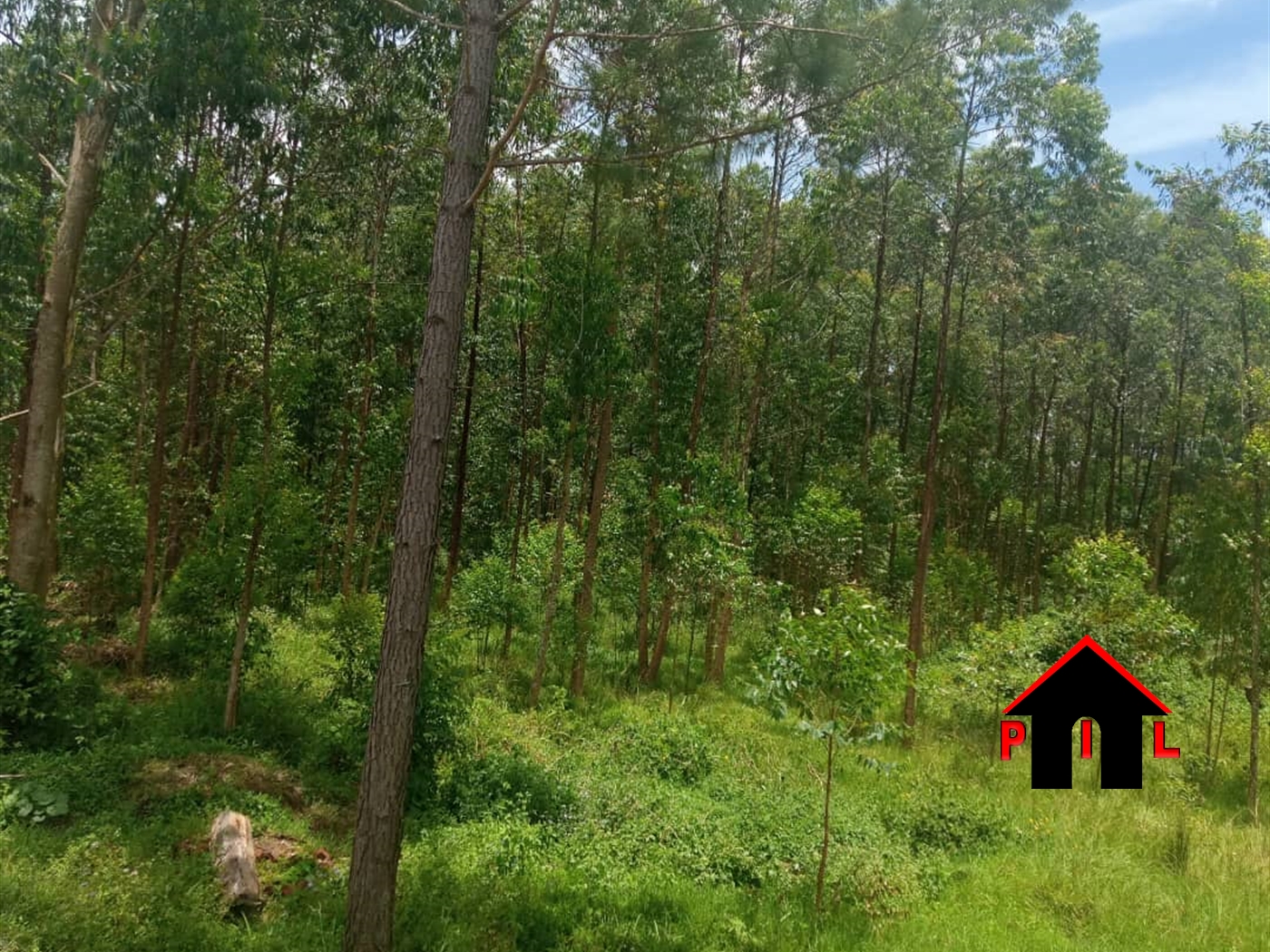 Agricultural Land for sale in Kashari Mbarara