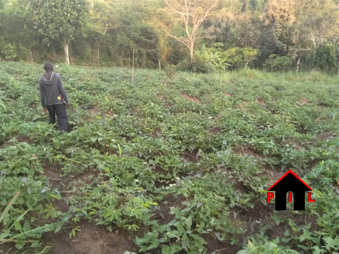Agricultural Land for sale in Mbuga Kiruhura