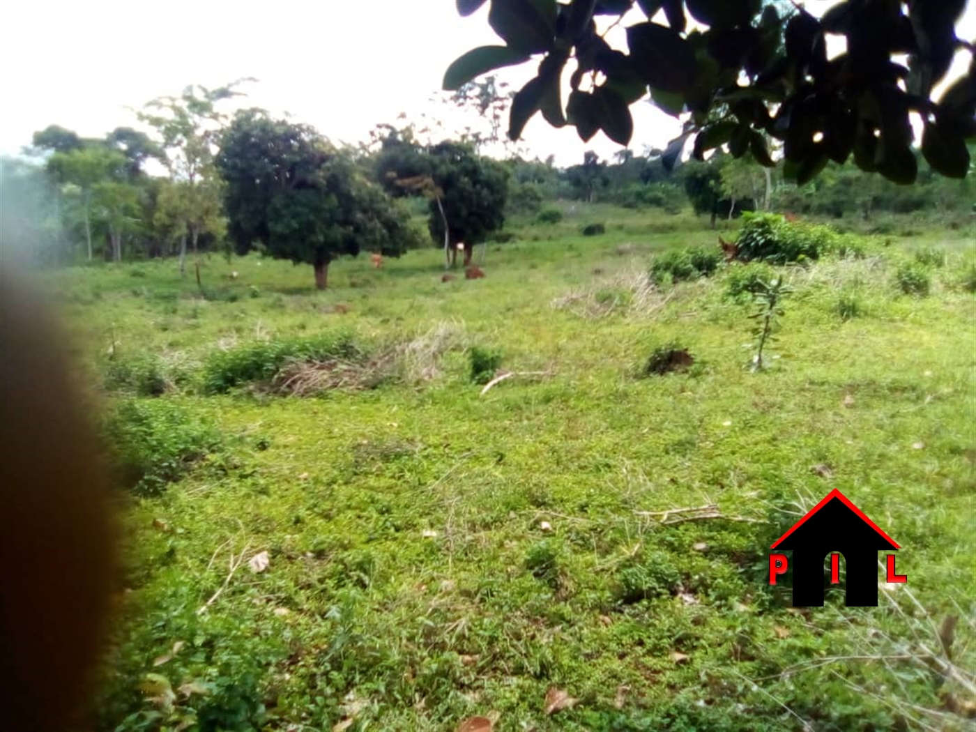 Agricultural Land for sale in Kyankwanzi Kiboga